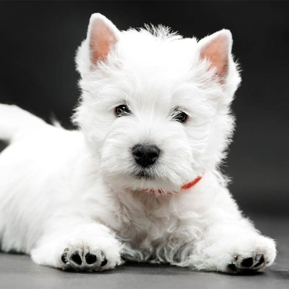 Meet your Posher, Lovada - Picture 1 of 11